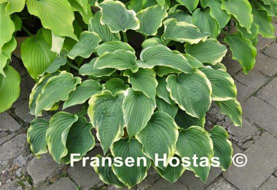 Hosta Flapjack